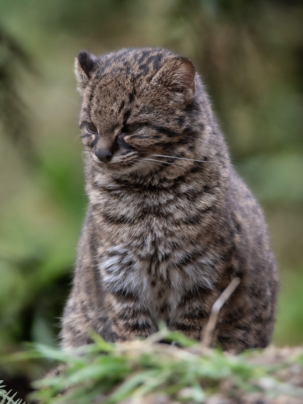 Gato guiña