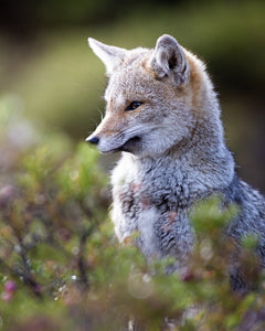 Fauna chilota