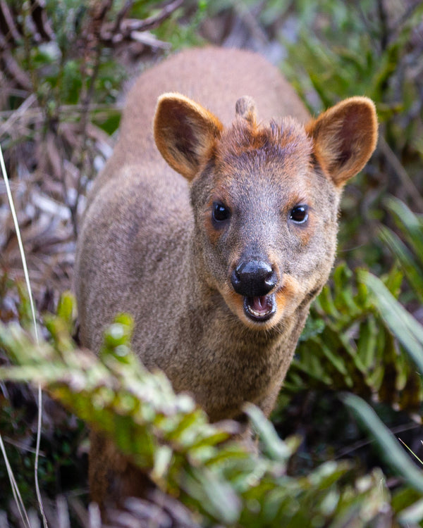 Pudú